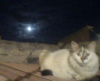 Luna Ilumina Mi Camino
La gatita se llama Blanca
