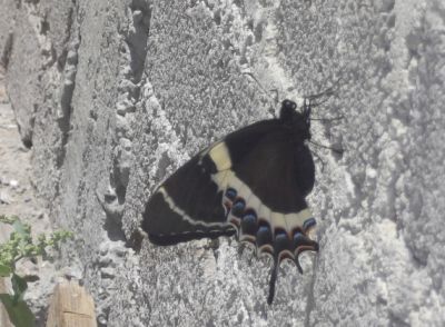 Mariposa 
En Auris, Abril 2016
Keywords: insectos