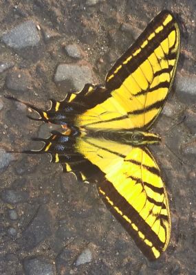 Mariposa hallada en el el pavimento de una calle en Chicoloapan
Tomada en Mayo 2018. Colonia Santa Rosa. Por Adr-avatar
Keywords: Santa Rosa, Mariposa