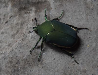 Mayate (del nÃ¡huatl mÃ¡yatl) o escarabajo verde de junio
Antiguamente eran muy comunes, ahora es muy extraÃ±o verlos, Este espÃ©cimen se encontrÃ³ en Auris, en Agosto 2016
