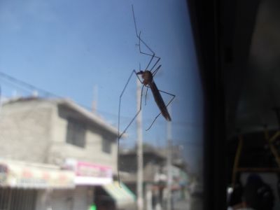 Mosquito en transporte publico, foto tomada en Febrero de 2012
