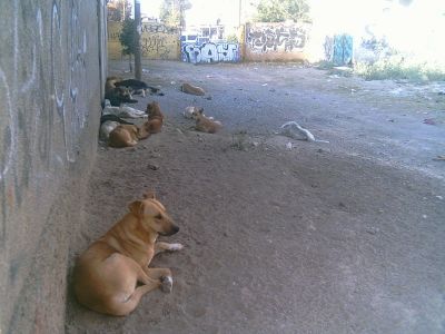 Perros en Chicoloapan
Escena comÃºn  en varias colonias de chicoloapan, foto tomada en Marzo de 2009
