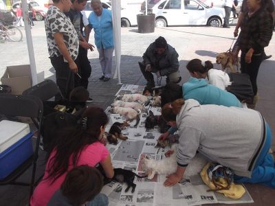 esterilización canina y felina