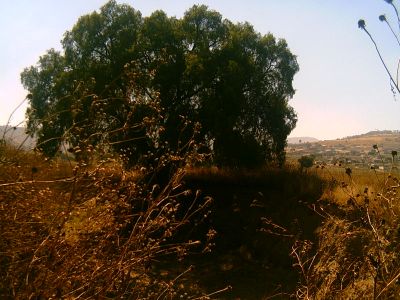 Ecosistema y Medio Ambiente
