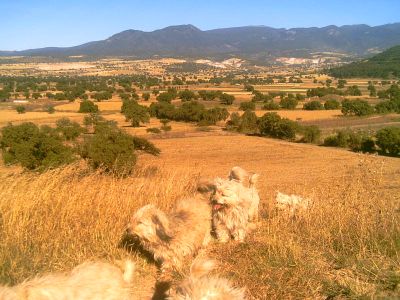 leche y los peluches