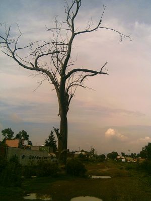 Arbol Seco en San Jose
Arbol Seco en San Jose, en estos arboles, decÃ­an los mayores, se paraban las brujas
