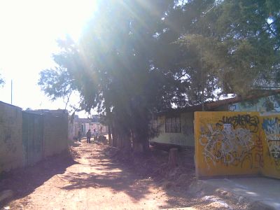 Jardin de NiÃ±os, Junto a la Escuela del Deporte
Jardin de NiÃ±os, Junto a la Escuela del Deporte, arboles que sacrificaron para ampliar la calle :@
