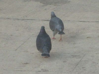 Palomas, en la iglesia de San Vicente, Fotografias tomadas por Vanserch
