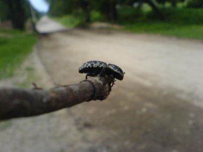 hermoso escarabajo rumbo al pozo trinidad
