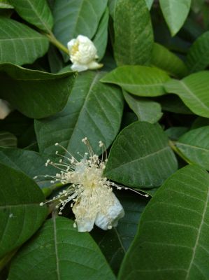 Flor de Guayaba
En Chicoloapan se pueden sembrar Ã¡rboles de Guayaba. Foto tomada en Mayo 2017
Keywords: arbol, guayaba,