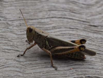 Langosta o SaltaMontes
Encontrado en la Colonia RevoluciÃ³n. Agosto 2016
