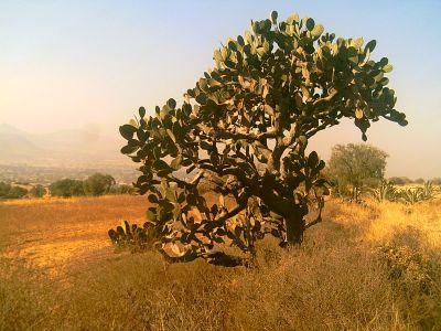 Super-Opuntia Ficus Indica
Nopal cerca del JagÃ¼ey. Imagen tomada el 3 de Enero de 2009
