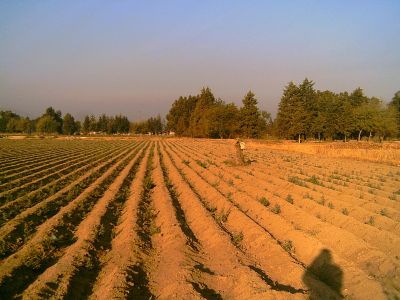 Cuidando la parcela
En esta foto   hya una rbol que cortaron y arreglarond e tal forma que desde cierta distancia parece ser un campesino trabajando su parcela. FotografÃ­a tomada el 1 de Enero de 2009
