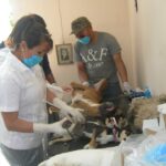 resultados esterilizacion fco villa