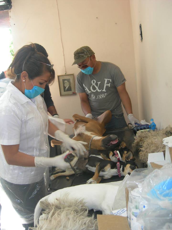 resultados esterilizacion fco villa