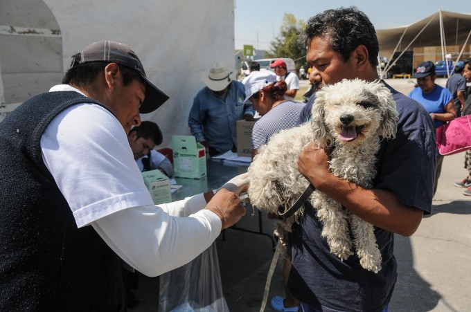 vacunacion antirrabica edomex