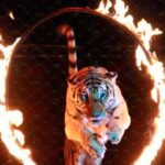 circo animales