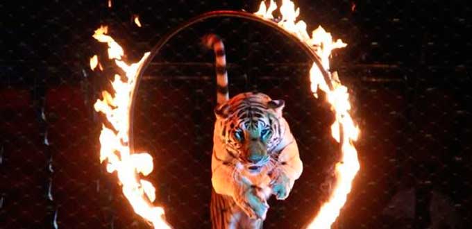 circo animales