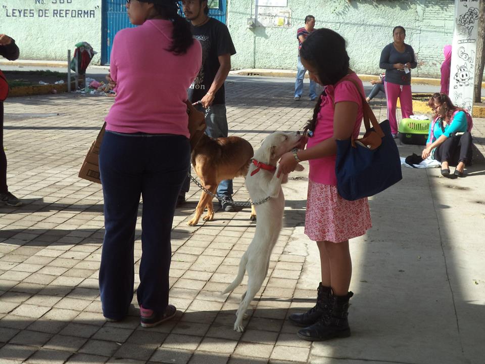 esterilizacion sta rosa