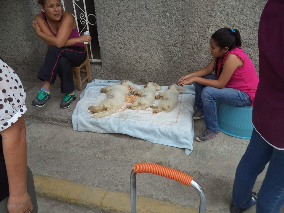 esterilizacion 22 8 2015 a