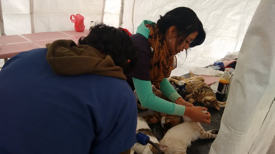 esterilizacion revolucion1