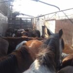 caballos rastro chicoloapan