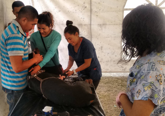 esterilizacion canina texcoco