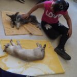 esterilizacion pybach 16