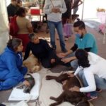 jornada esterilizacion san vicente