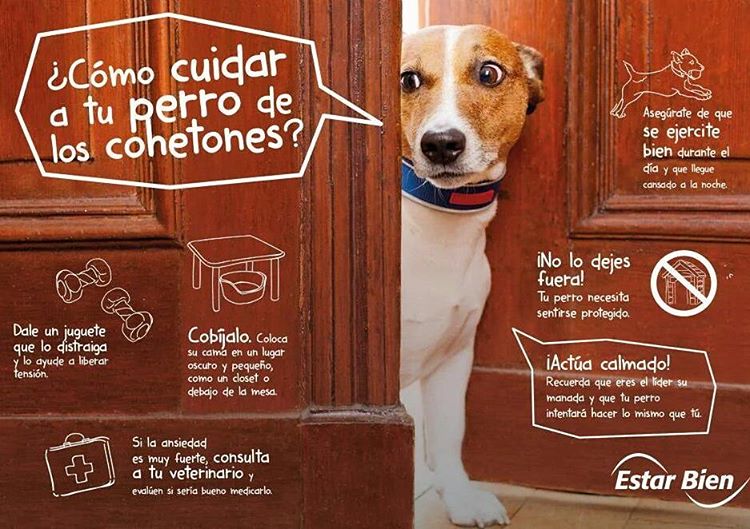 perros pirotecnia