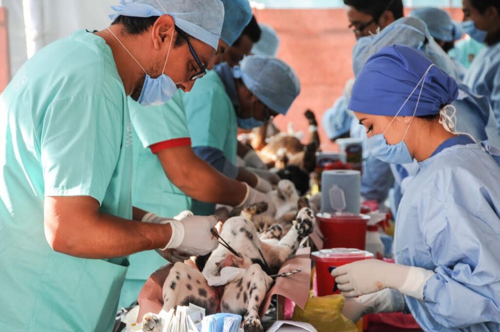 esterilizacion edomex