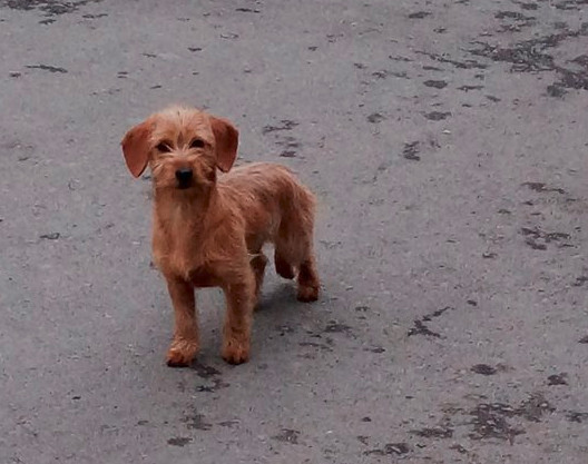 perro abandonado