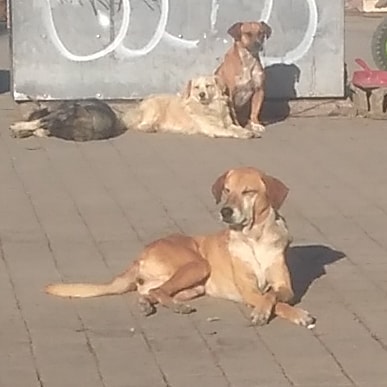 perro callejero chicoloapan