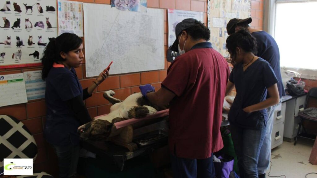 esterilizacion pybach 11 abril