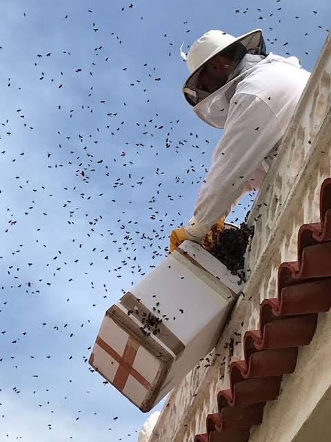 bomberos abejas