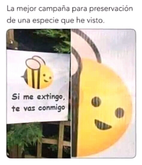 meme abeja extincion