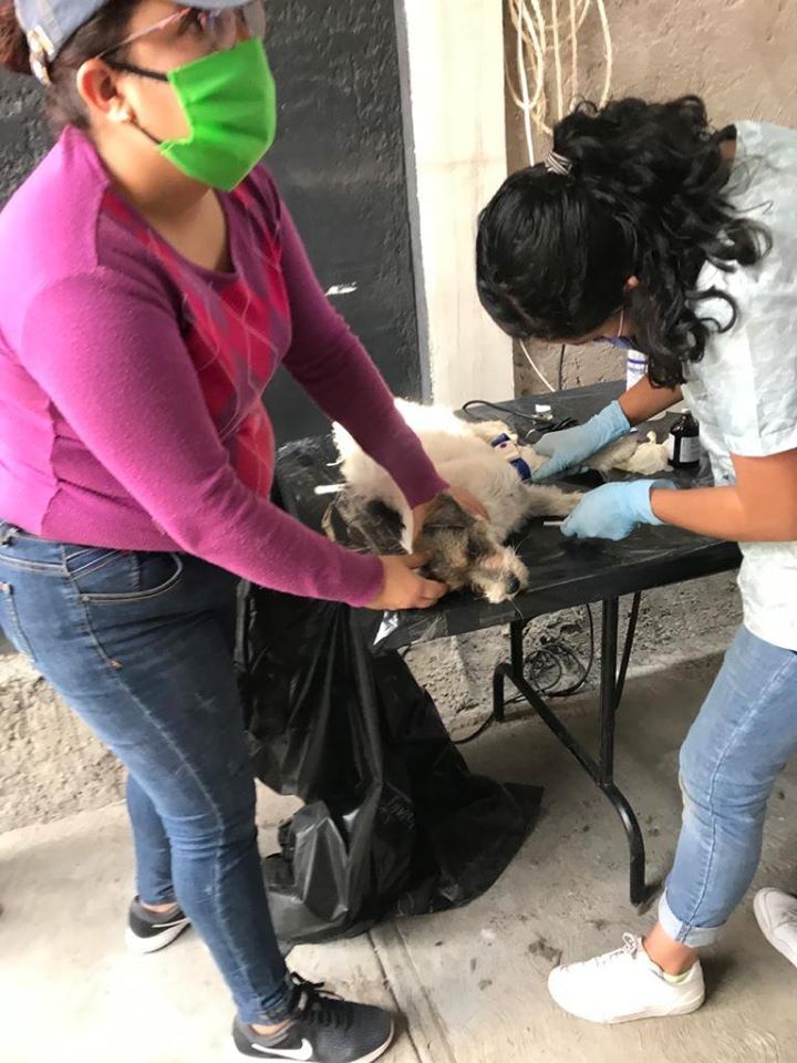 esterilizacion18 abril