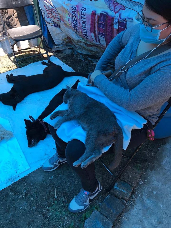 esterilizacion2 mayo