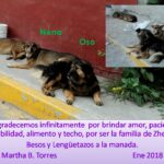 perros nena oso