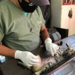 esterilizacion junio