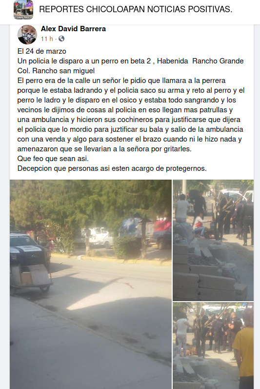 reporte perro baleado