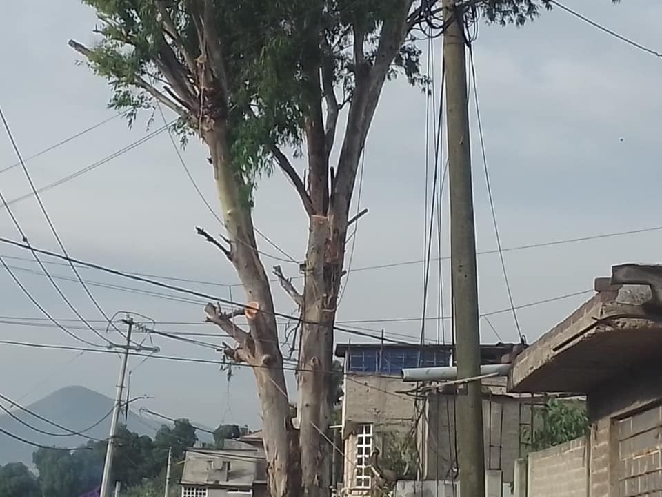 arbol arenal podado1