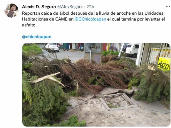 caida de arbol