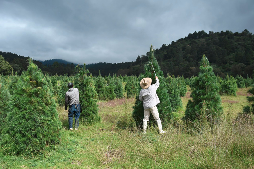 plantacion arbol navidad