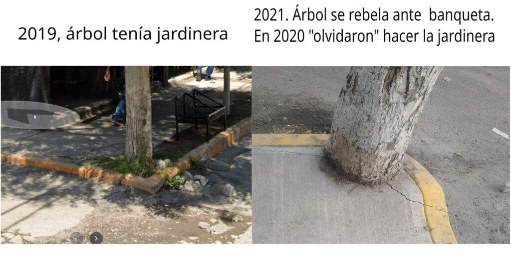 arbol rebelde