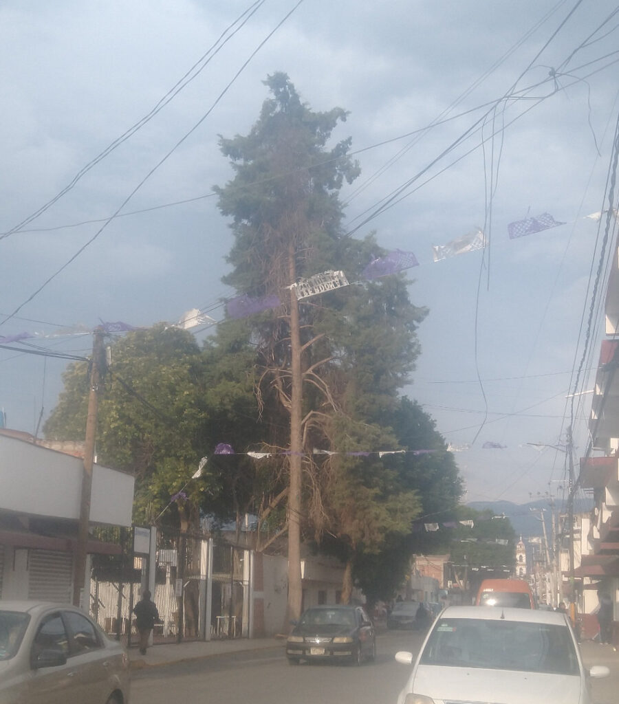 cedro chicoloapan