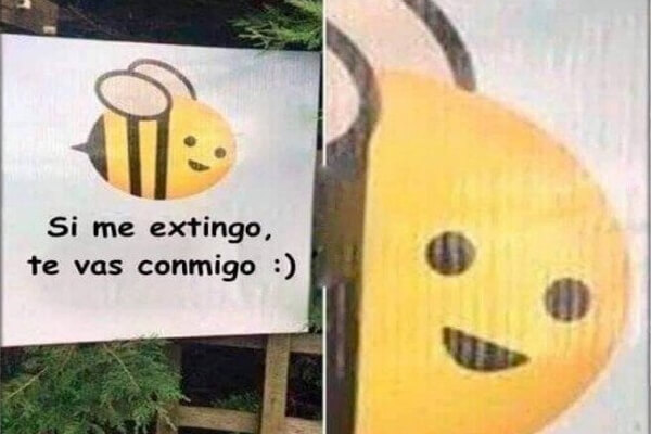 abejas meme